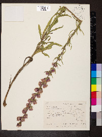 Liatris aspera image