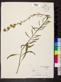 Liatris aspera image