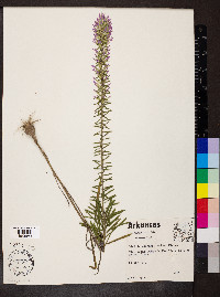 Liatris elegans image