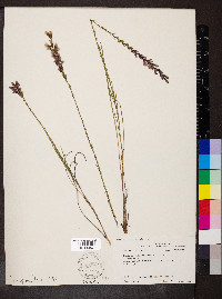 Liatris acidota image