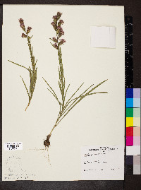 Liatris cylindracea image