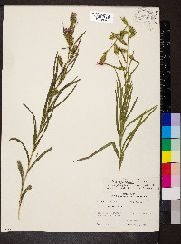 Liatris cylindracea image