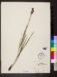 Liatris pilosa image