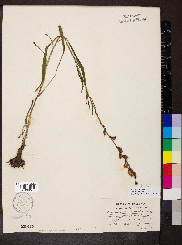 Liatris pilosa image