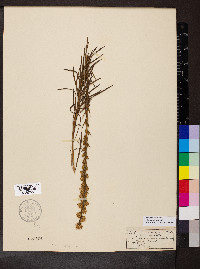 Liatris pilosa image