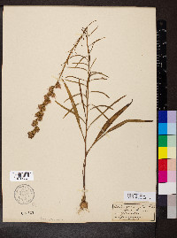 Liatris pilosa image