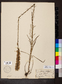 Liatris pilosa image