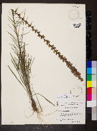 Liatris pilosa image