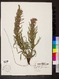 Liatris punctata image