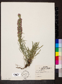 Liatris punctata image