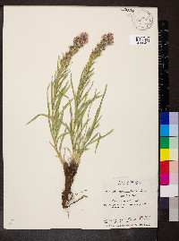 Liatris punctata image