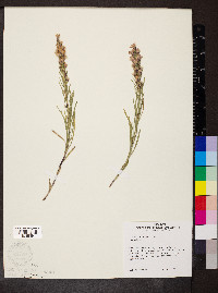 Liatris punctata image