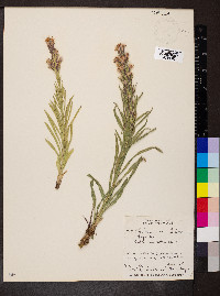 Liatris punctata image