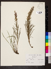 Liatris punctata image