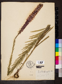 Liatris pycnostachya image