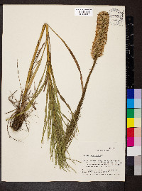 Liatris pycnostachya image