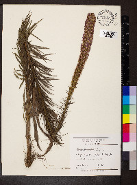 Liatris pycnostachya image