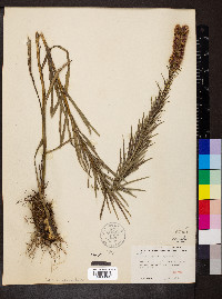 Liatris pycnostachya image