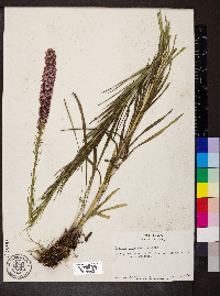 Liatris pycnostachya image