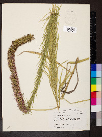 Liatris pycnostachya image