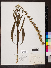 Liatris scariosa image