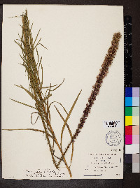 Liatris spicata image