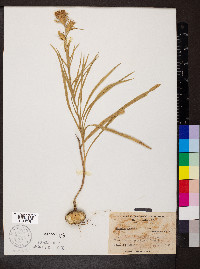 Liatris squarrosa image