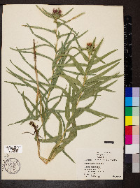 Liatris squarrosa image