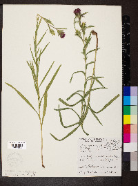 Liatris squarrosa image