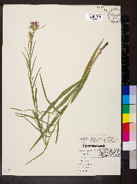 Liatris squarrosa image