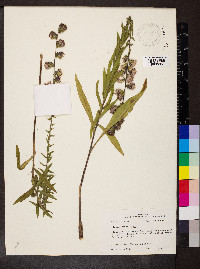 Liatris squarrulosa image