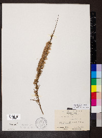 Liatris virgata image