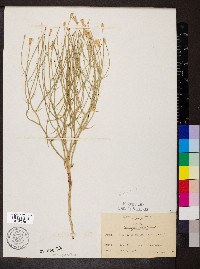 Lygodesmia juncea image