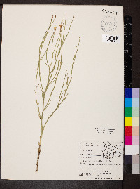 Lygodesmia juncea image