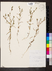 Madia glomerata image