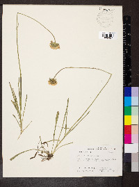 Marshallia caespitosa image