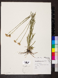 Marshallia graminifolia image