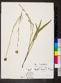 Marshallia graminifolia image