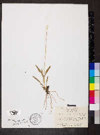 Marshallia obovata image