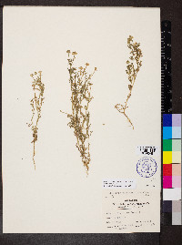 Matricaria discoidea image