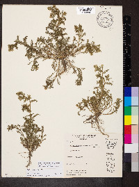 Matricaria discoidea image