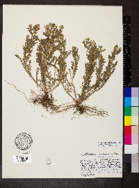 Matricaria discoidea image