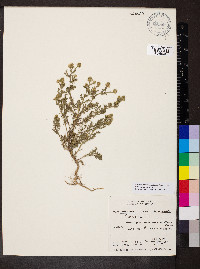 Matricaria discoidea image