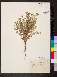 Matricaria discoidea image