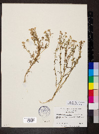 Matricaria discoidea image