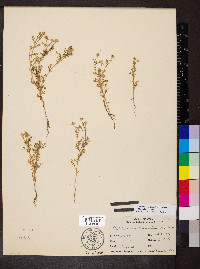 Matricaria discoidea image