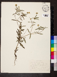 Melampodium americanum image