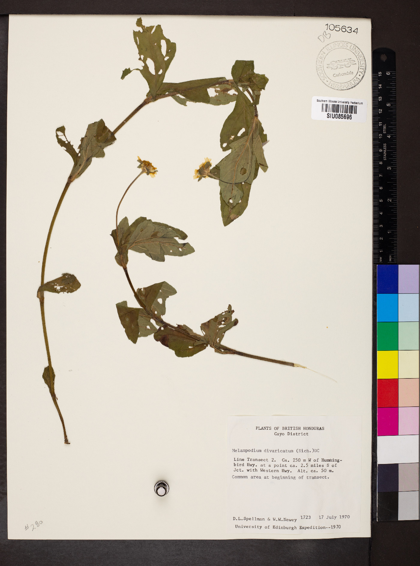 Melampodium divaricatum image