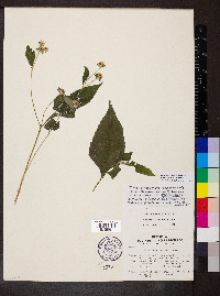 Melanthera nivea image