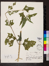 Melanthera nivea image